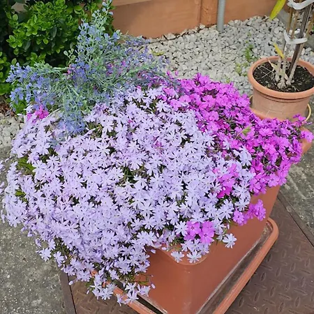 Apartmánový Dom Flóra 3*